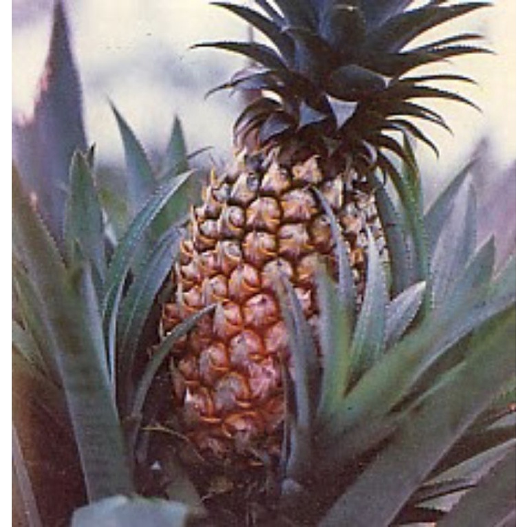 

nanas