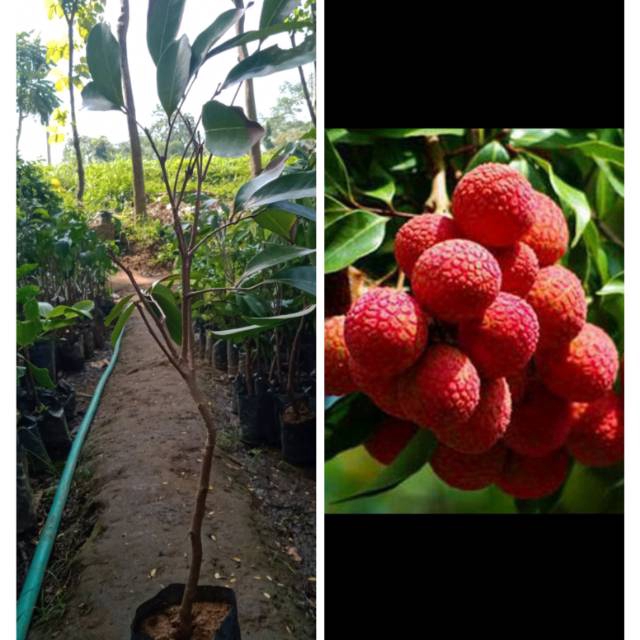 

Leci merah