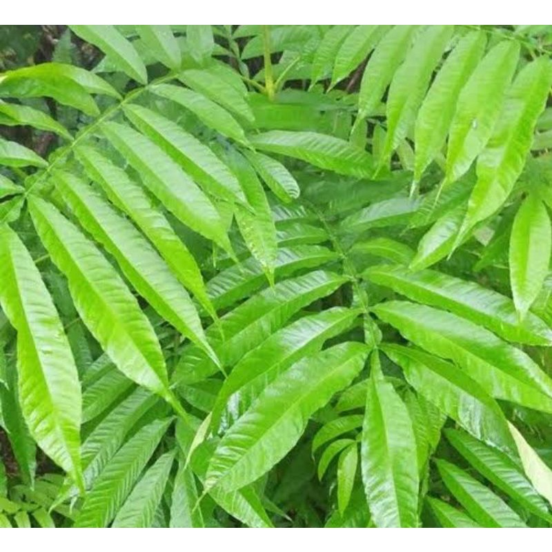 

daun Sungkai segar 1kg herbal anti pirus