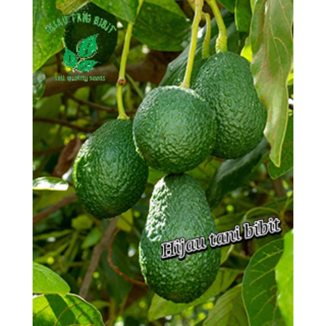 

Bibit Alpukat Hass Import Sambung Cepat Buah