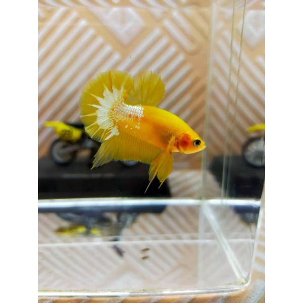 Ikan cupang Yellow Fancy