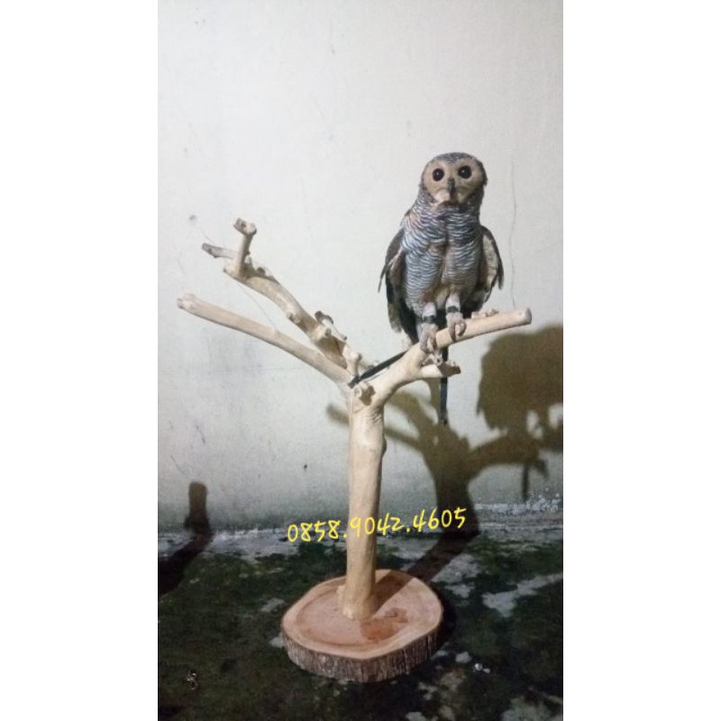 Tangkringan owl bercabang kayu kopi