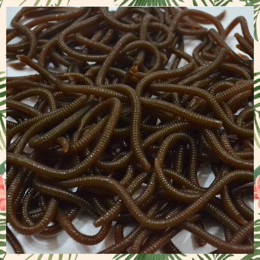 CACING TANAH PALSU MAINAN USIL JAHIL MIRIP ASLI