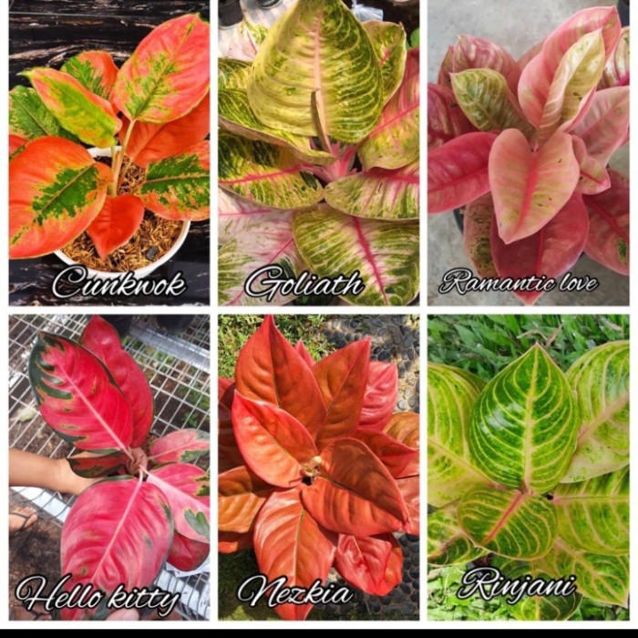 TerlarisBibit Bonggol Tanaman Hias Aglonema 6 Jenis