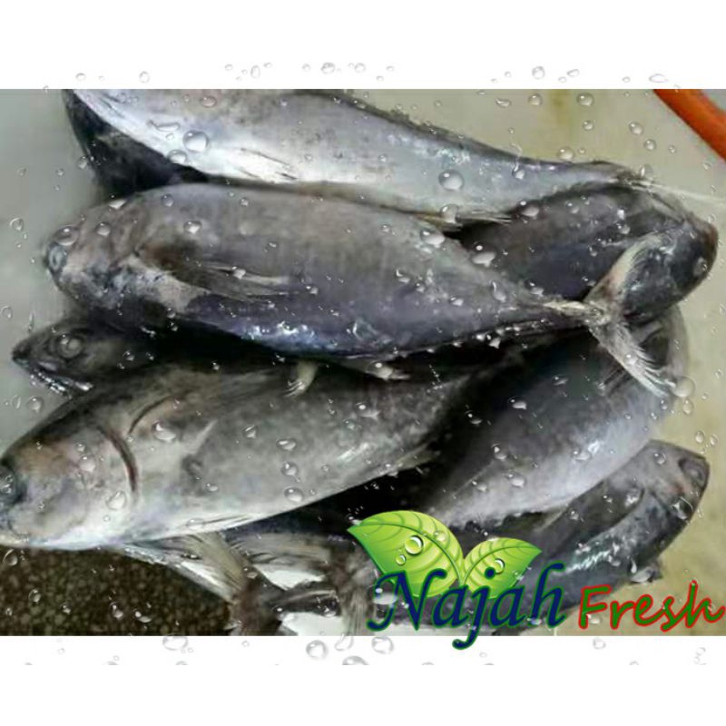 

Ikan Tuna 500gr