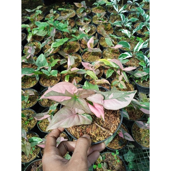 Tanaman Hias Syngonium Pink Splash / Syngonium pink / Tanaman Singonium Pink Splash