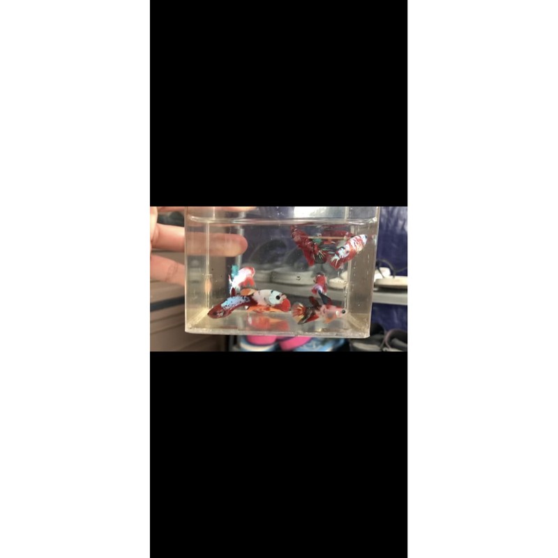 ikan cupang red koi galaxy