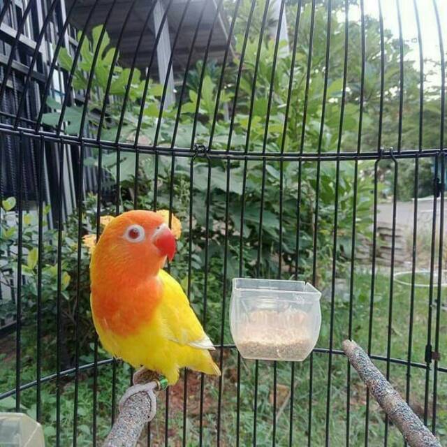 Love bird lutino mm balibu (paud)