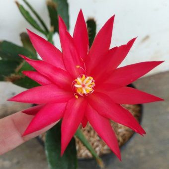 Tanaman hias wijaya kusuma Bunga Merah - Tanaman Hias Hidup - Bunga hidup - Bunga hias