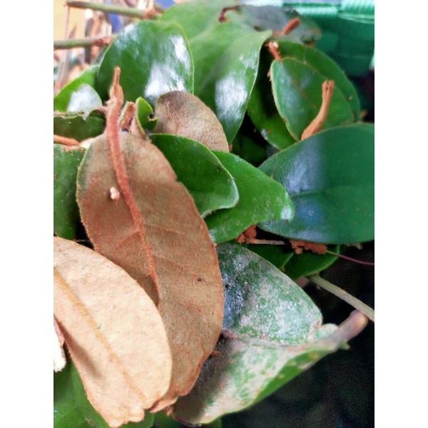 

Daun Benalu Pohon Jengkol Segar