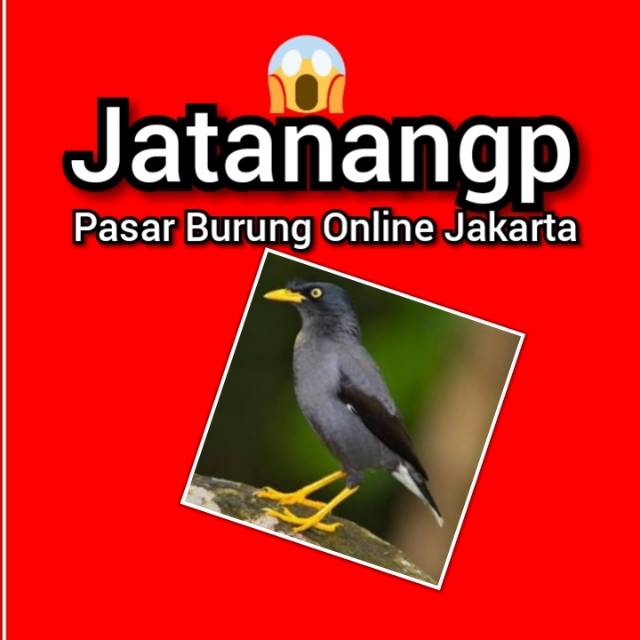 Jalak Kebo Shopee Indonesia