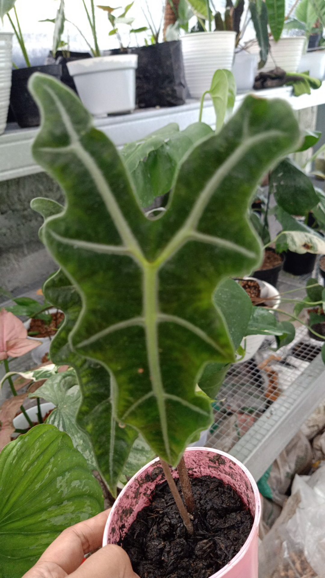 Alokasia Sanderiana Nobilis Rare