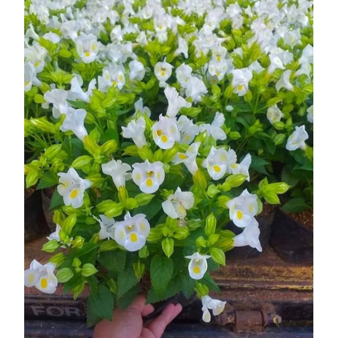 Torenia bunga putih