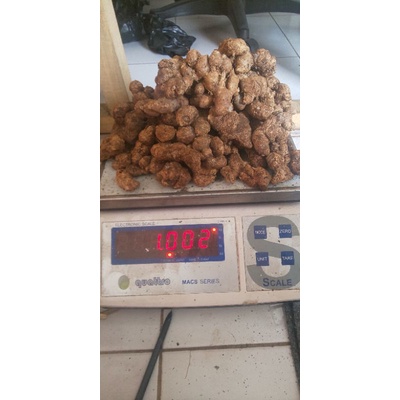 kunyit hitam asli