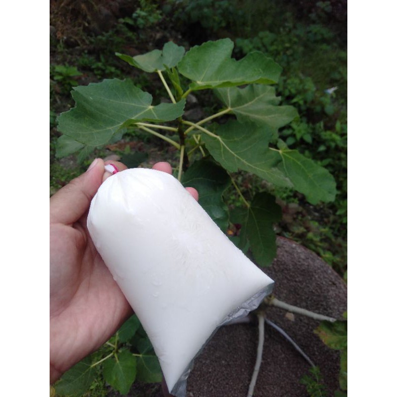 

Susu kambing etawa