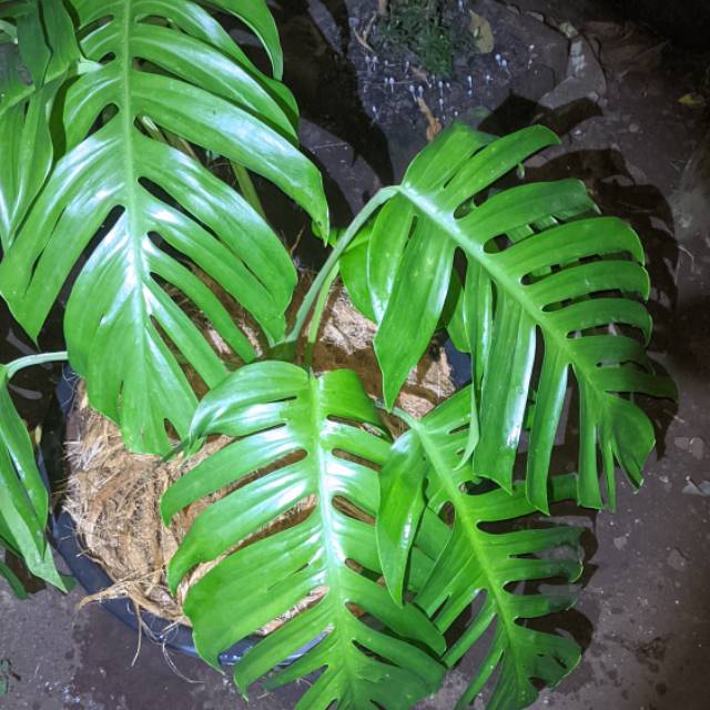 Tanaman Hias Ekor Naga Monstera Rhaphidophora Pinnata Epipremnum Pinnatum Shopee Indonesia