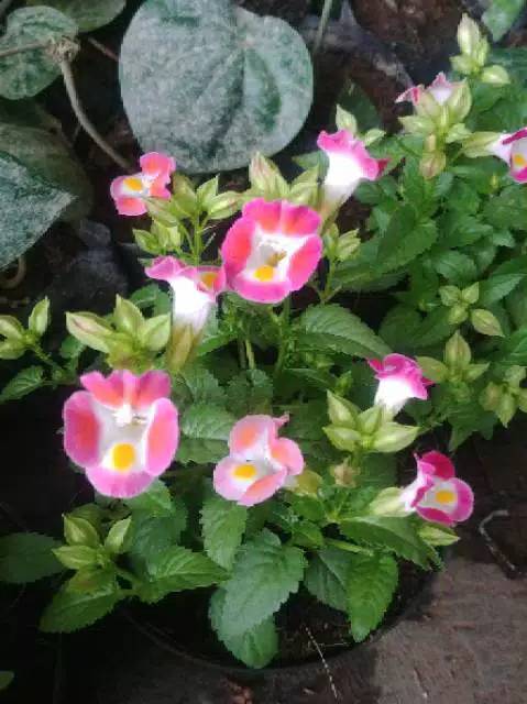 Bunga Torenia mata kucing