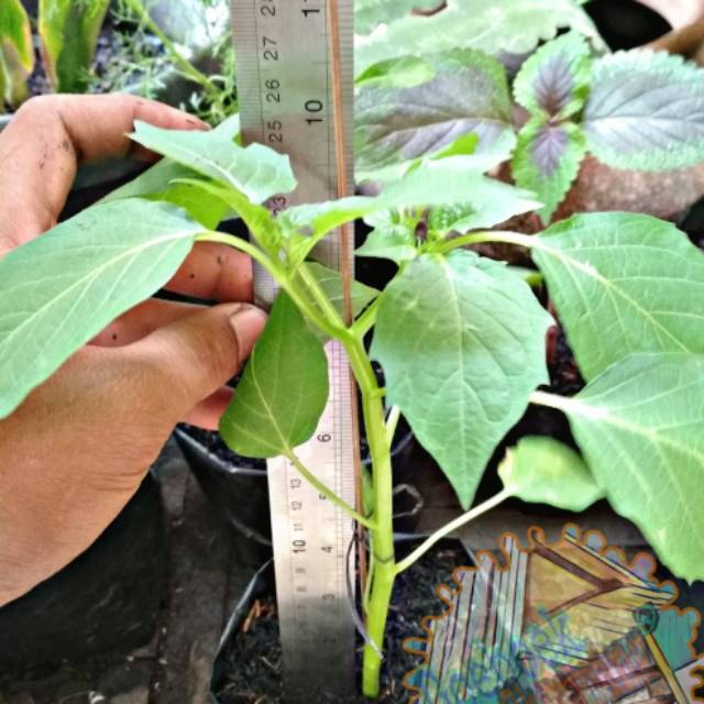 Tanaman Ciplukan