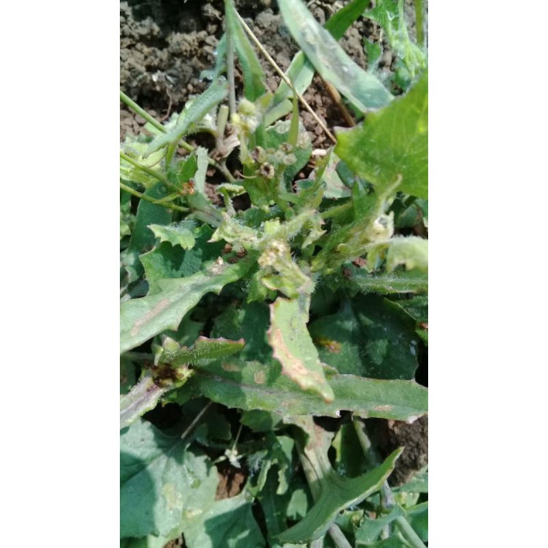 promo daun jonghe atau tempuh wiyang 500gram