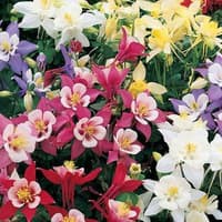 Benih Bibit Biji - Bunga Columbine Mixed Flower Seeds - IMPORT