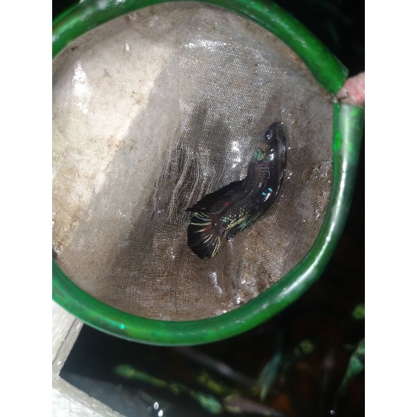 cupang avatar kalimaya