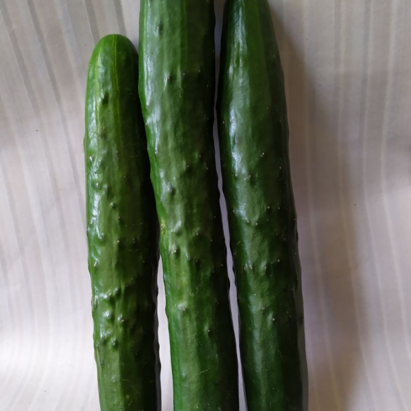timun kiwuri/timun jepang 1kg