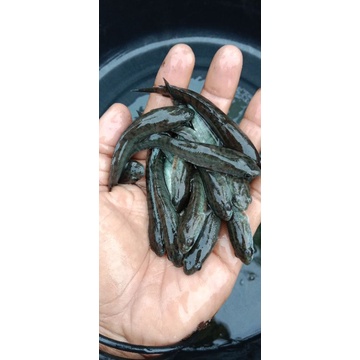 bibit ikan gabus full pelet