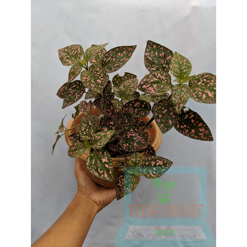 hipotes-hypoestes pink bibit tanaman hias daun