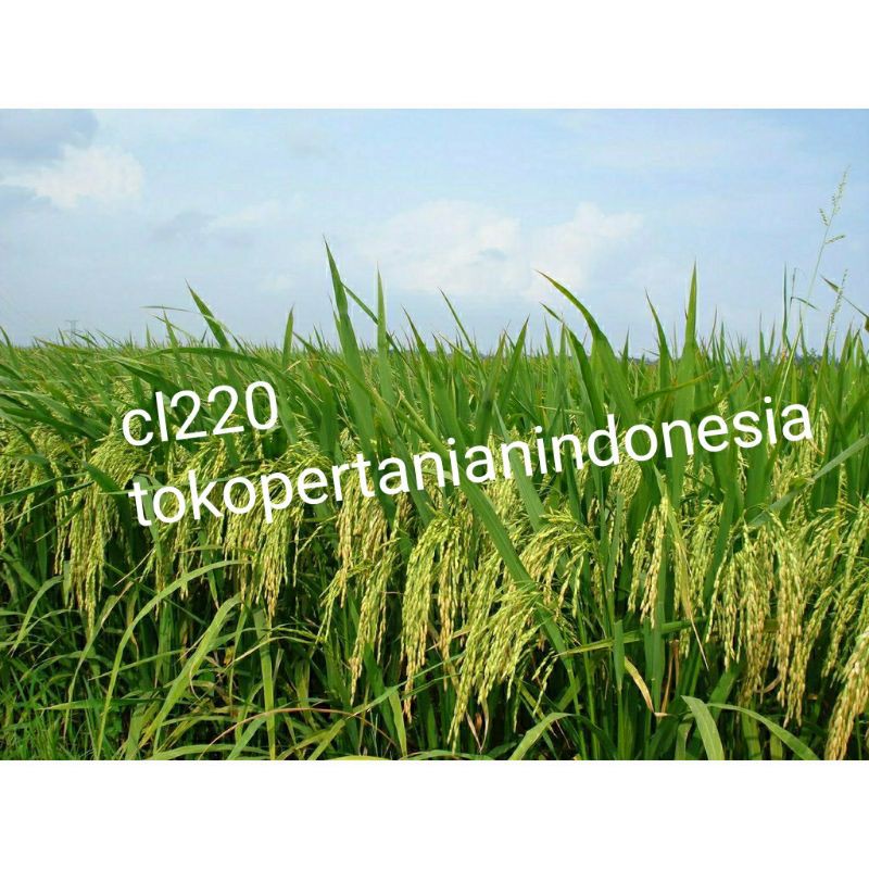 COD Benih padi cl220 original berkualitas dan tahan patah leher 1kg.-2