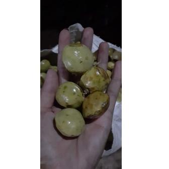 

TREND jengkol muda / lalap / sayuran 250g ! 870