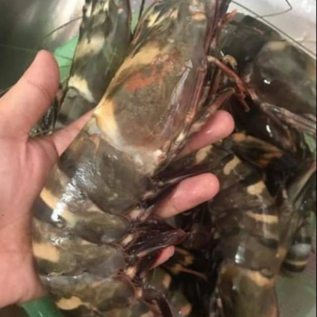 

UDANG BLACK TIGER