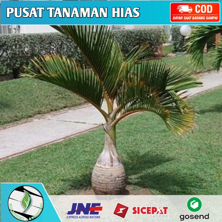 Jual Bisa Cod Tanaman Hias Palem Botol Pohon Palem Botol Tanaman Hidup Palem Botle Palm