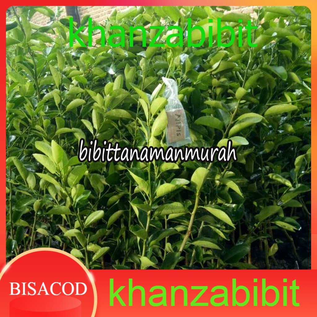 paket 4 Bibit buah jeruk nipis