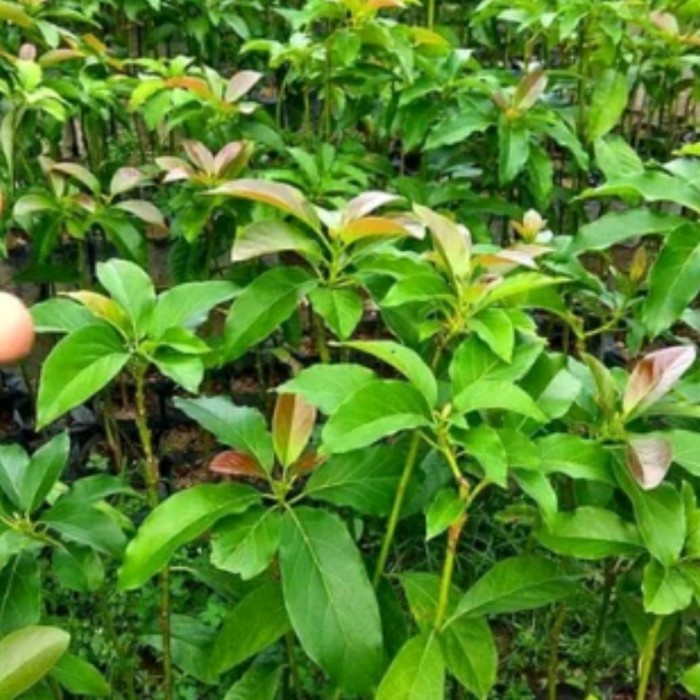 BIBIT TANAMAN BUAH ALPUKAT MENTEGA SUPER