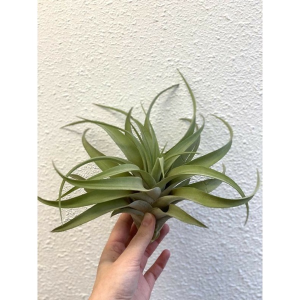 tanaman hias tilandsia capitata anakan