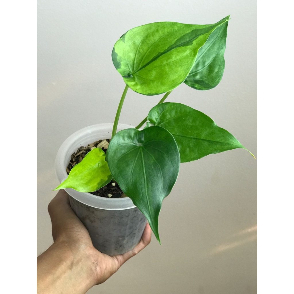 Alocasia Cuculata Var x