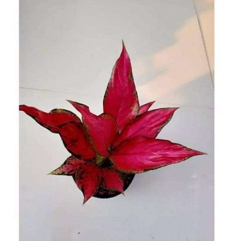 Aglaonema ruby garuda