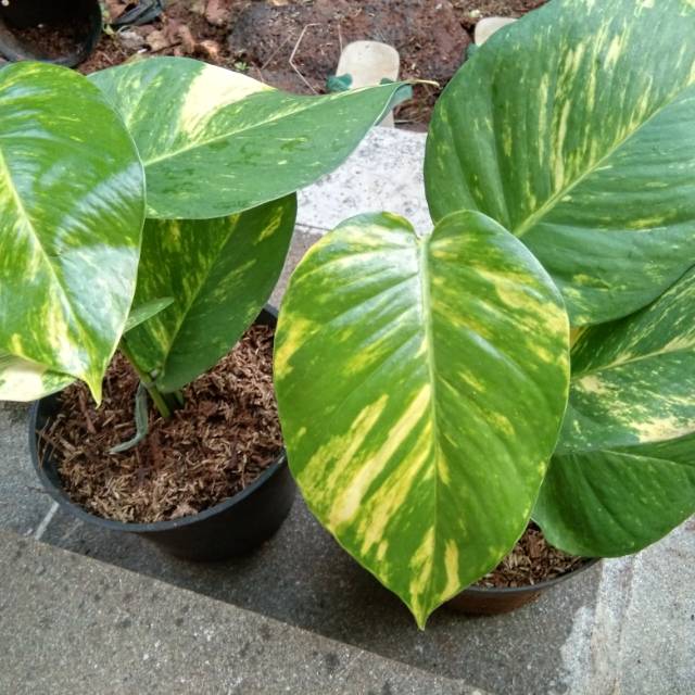 Tanaman Sirih Gading Jumbo Epipremnum Aureum Shopee Indonesia