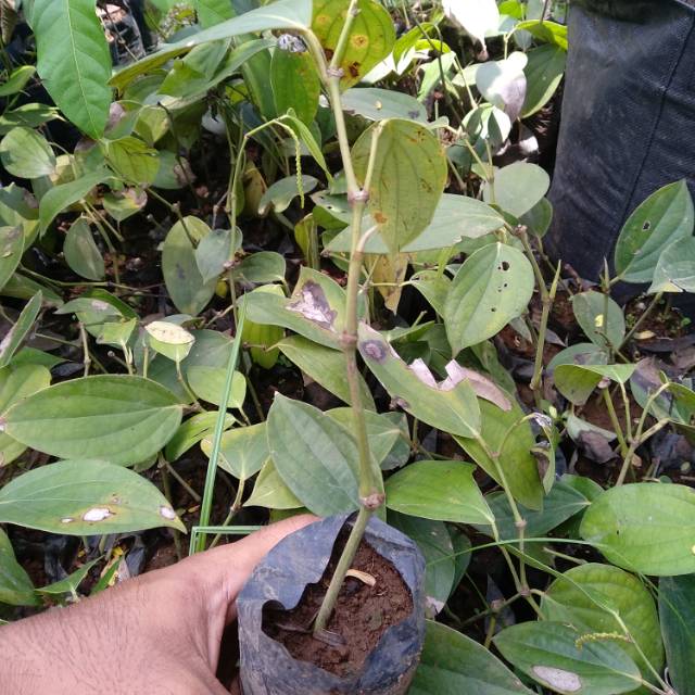 Bibit Lada perdu unggul