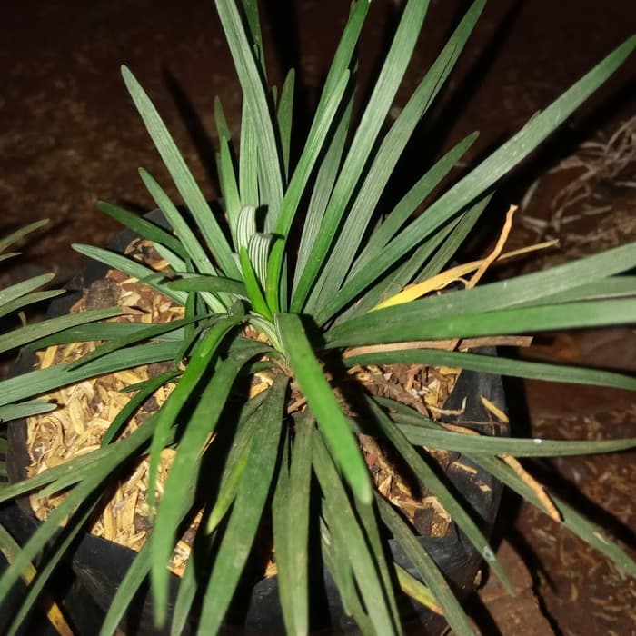 tanaman hias kucai mini - kucai mini