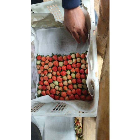 

buah strawberry Fresh paket bisnis