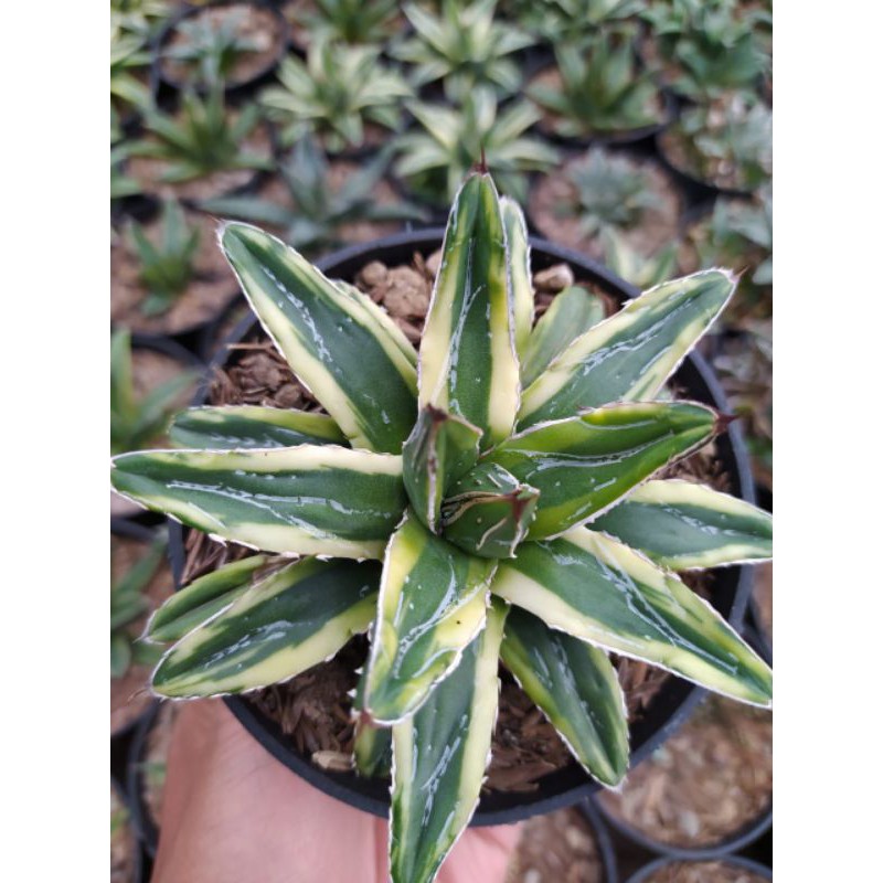 Agave victoriae kuning (hybrid)
