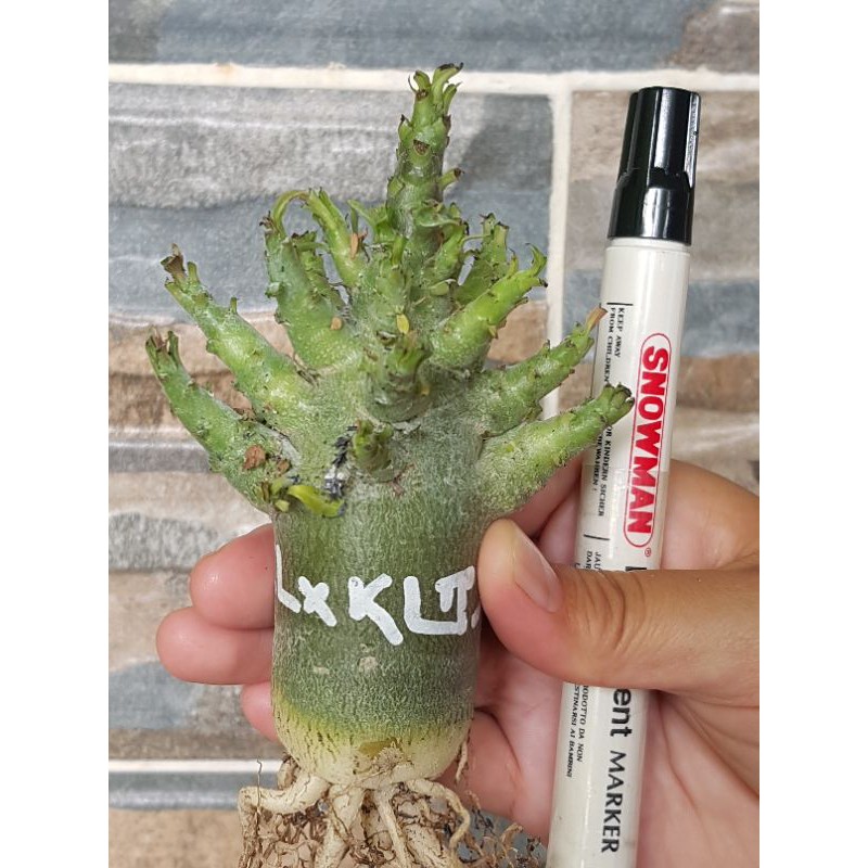Adenium Karakter / Kamboja Jepang WSB X (WKL X KLT ) Bukan Godji  / Adenium Bunga Tumpuk