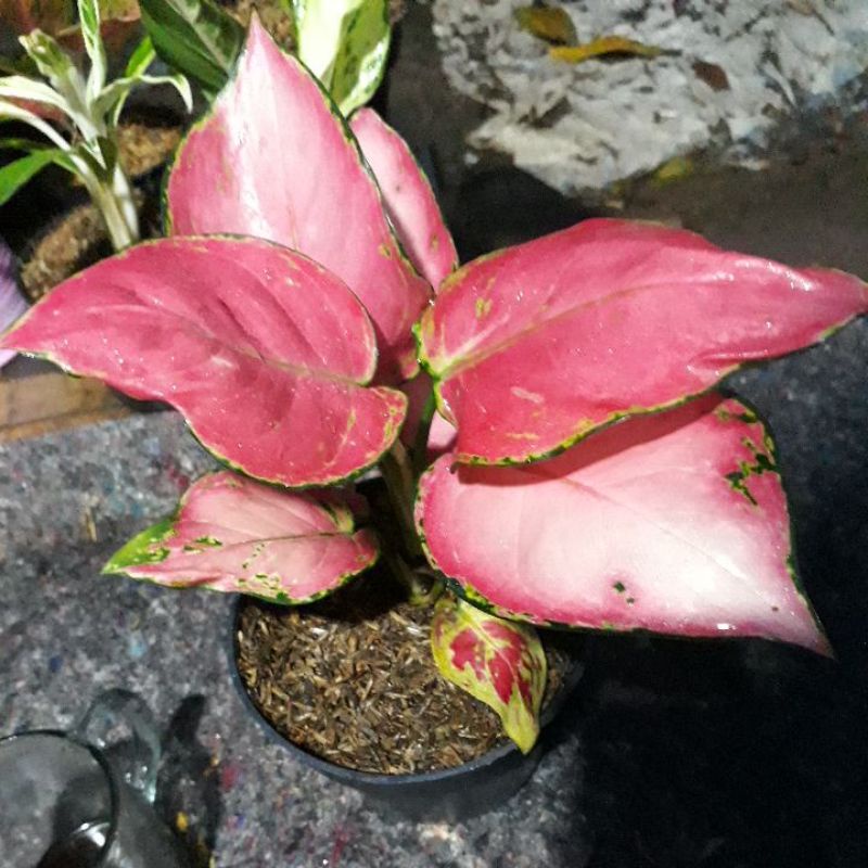 Aglonema pink katrina