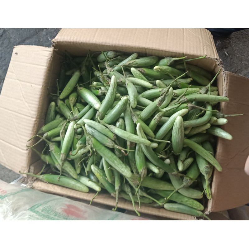 

Terong Telunjuk 1000gr