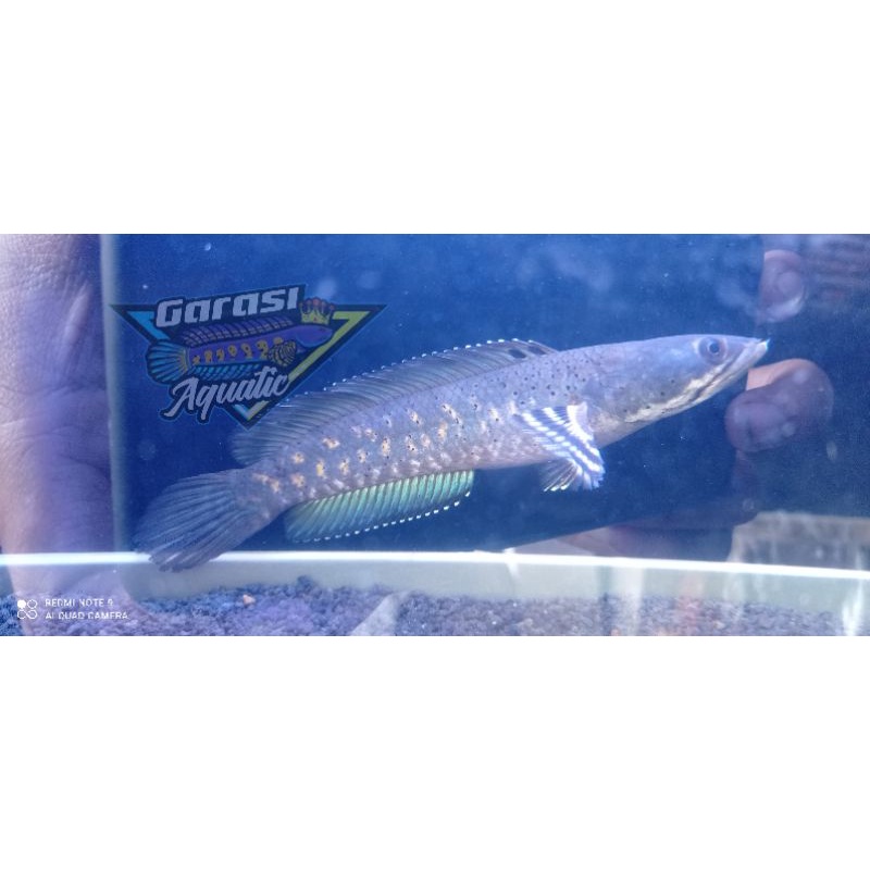 pulchra 18 cm prediksi female