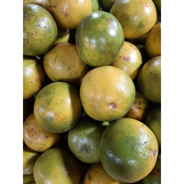 

jeruk peras segar berat 1 kg