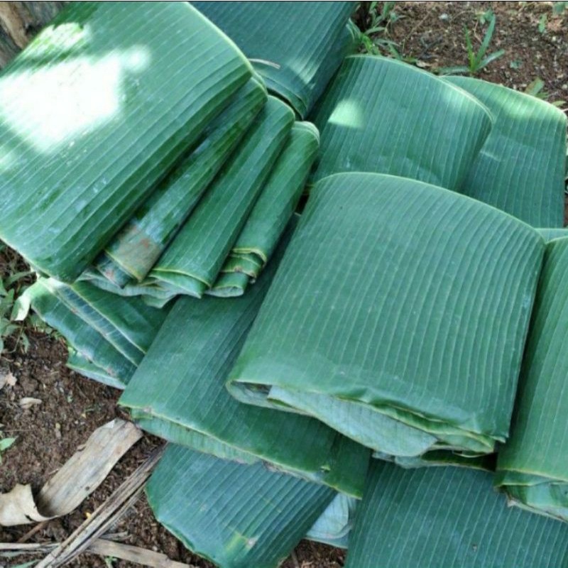 

DAUN PISANG KUALITAS TERBAIK DAN MUDAH