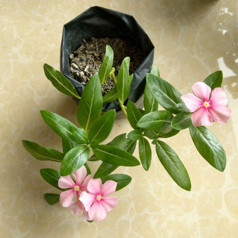 bunga vinca hidup juntai pink with eye