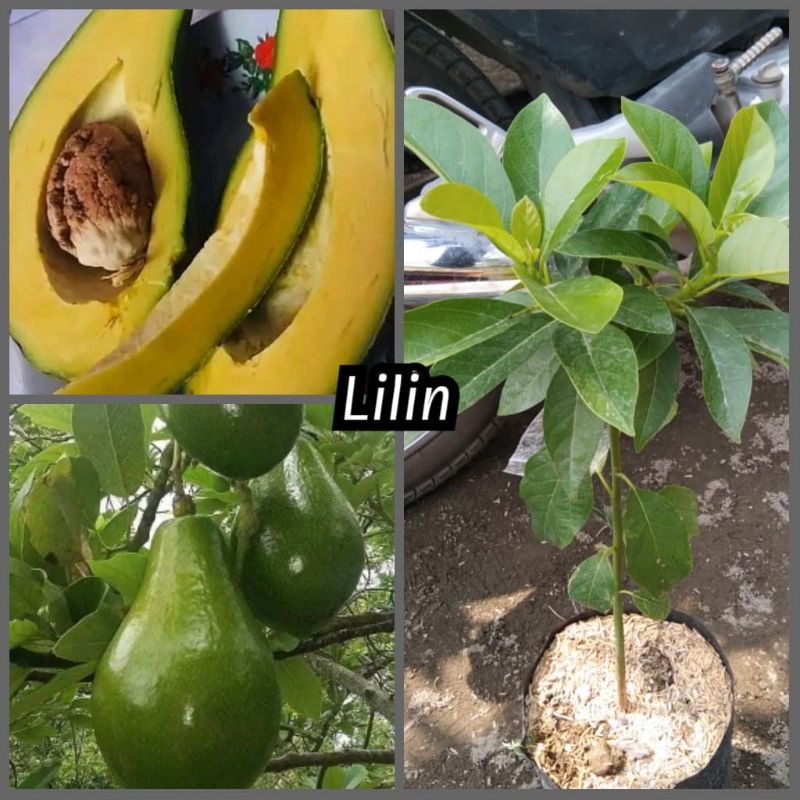 bibit alpukat Lilin Singkawang